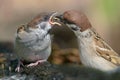 Close portrait shot of Eurasian tree sparrow feeding his hungry chick mouth to mouth with tasty food Royalty Free Stock Photo