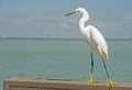 Close portrait of a Snowy Egret with a blue background. Royalty Free Stock Photo