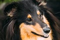 Close Portrait Of Staring Tricolor Rough Collie, Scottish Collie, Long-Haired Collie, English Collie, Lassie Adult Dog