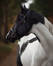 Stunning black and white pinto gelding horse in autumn forest