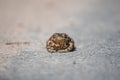 Portrait of toad on the road Royalty Free Stock Photo