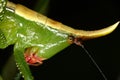 Close portrait of a tropical grasshopper