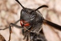 Close portrait of a wasp.