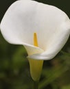 A Close Portrait of a White Calla Lily, Zantedeschia aethiopica