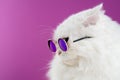 Close portrait of white furry cat in fashion sunglasses. Studio photo. Luxurious domestic kitty in glasses poses on pink