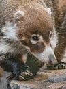 Close Portrait of White Nosed Coatis