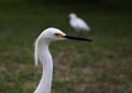 Close portrait of a white snow egret Royalty Free Stock Photo