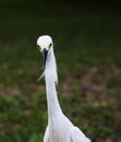 close portrait of a white snow egret Royalty Free Stock Photo