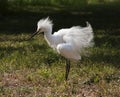 Close portrait of a white snow egret Royalty Free Stock Photo