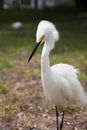 Close portrait of a white snow egret . Nature background Royalty Free Stock Photo