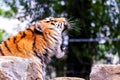 A close portrait of a yawning siberian tiger. The dangerous predator is lying on a rock. The big cat is very tired, but it looks Royalty Free Stock Photo