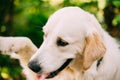 Close Portrait Of Yellow Golden Labrador Retriever Dog Giving Paw Royalty Free Stock Photo