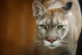 Close portrait young Cougars walking Royalty Free Stock Photo
