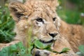 Young lion cub in the wild portrait Royalty Free Stock Photo