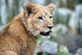 Young lion cub in the wild portrait Royalty Free Stock Photo