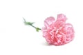 pretty and freshness flower of carnation isolated on white background