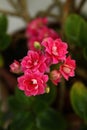 A close of this pretty pink flowers