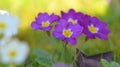 Close on pretty purple primrose blooming in garden