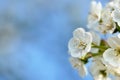 pretty white flowers of a cherry tree on blue sky in spring Royalty Free Stock Photo