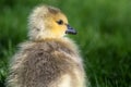 Close Profile of an Adorable Newborn Gosling