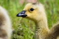 Close Profile of an Adorable Newborn Gosling