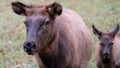 Close Profile Elk Cow on a Beautiful Autumn Morning Royalty Free Stock Photo