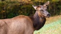 Close Profile Elk Cow on a Beautiful Autumn Morning Royalty Free Stock Photo