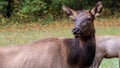 Close Profile Elk Cow on a Beautiful Autumn Morning Royalty Free Stock Photo