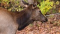 Close Profile Elk Cow on a Beautiful Autumn Morning Royalty Free Stock Photo