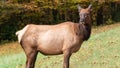 Close Profile Elk Cow on a Beautiful Autumn Morning