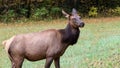 Close Profile Elk Cow on a Beautiful Autumn Morning Royalty Free Stock Photo