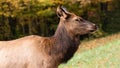 Close Profile Elk Cow on a Beautiful Autumn Morning Royalty Free Stock Photo