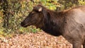 Close Profile Elk Cow on a Beautiful Autumn Morning Royalty Free Stock Photo