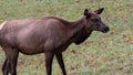 Close Profile Elk Cow on a Beautiful Autumn Morning