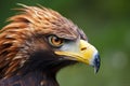 close profile of a golden eagles beak and sharp talons Royalty Free Stock Photo