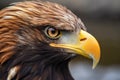 close profile of a golden eagles beak and sharp talons Royalty Free Stock Photo