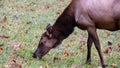 Close Profile of Grazing Elk Cow on a Beautiful Autumn Morning Royalty Free Stock Photo