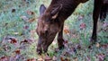 Close Profile of Grazing Elk Cow on a Beautiful Autumn Morning Royalty Free Stock Photo