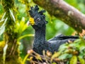 Adult Great Curassow