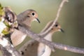 Close Profile of a Mourning Doves While Perched on a Branch Royalty Free Stock Photo