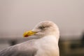 Close profile view of herring gull against blurred background