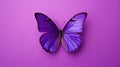 close purple butterfly background