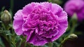 close purple carnation