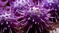close purple virus