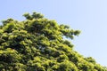 Close-rain tree branches and leaves.