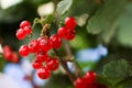 close red currant hanging on the branches of a bush, vitamins in the garden