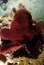 Close red octopus over the coral reef Royalty Free Stock Photo