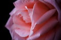 Close red rose over black background Royalty Free Stock Photo