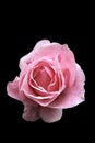 A Rose over black background Royalty Free Stock Photo