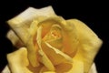 Close yellow rose over black background Royalty Free Stock Photo